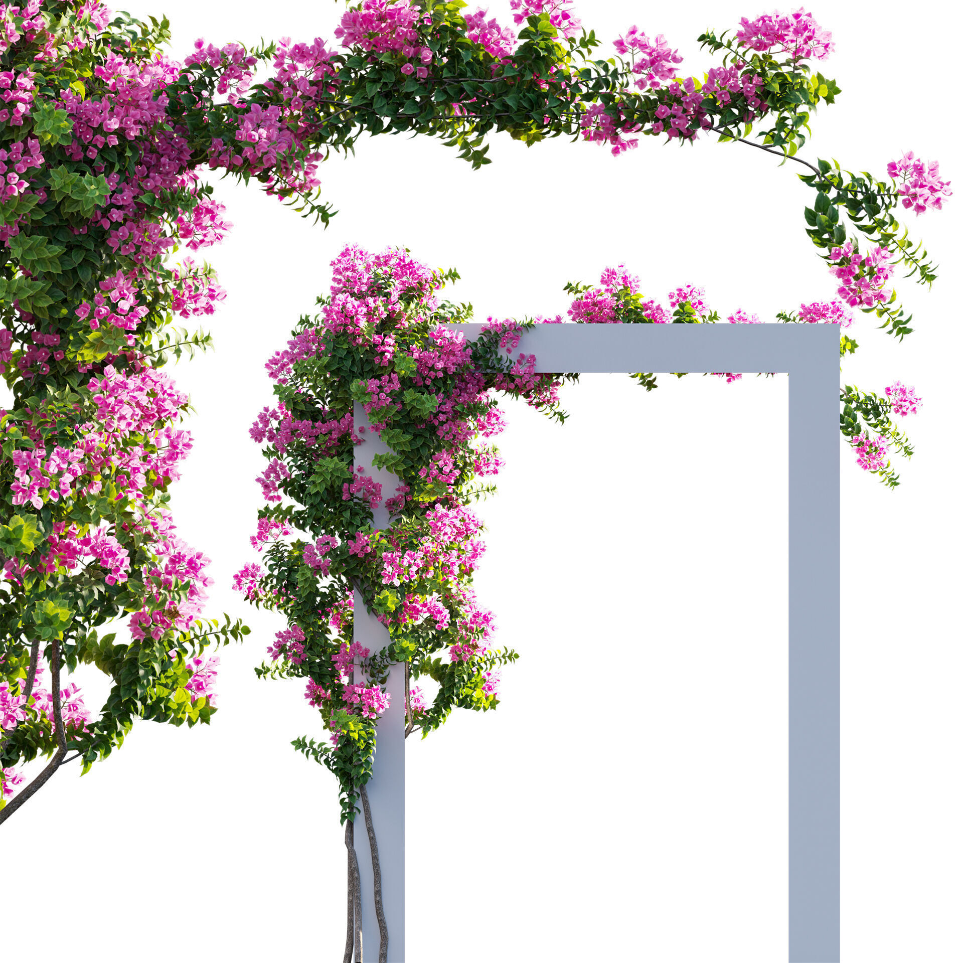 Bougainvillea - Paper Flower 03 - GrowFX 3D model_1