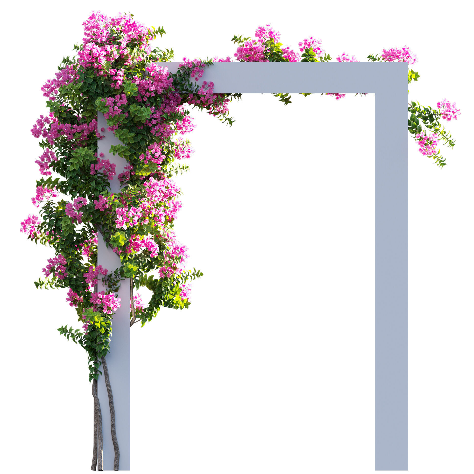 Bougainvillea - Paper Flower 03 - GrowFX 3D model_5