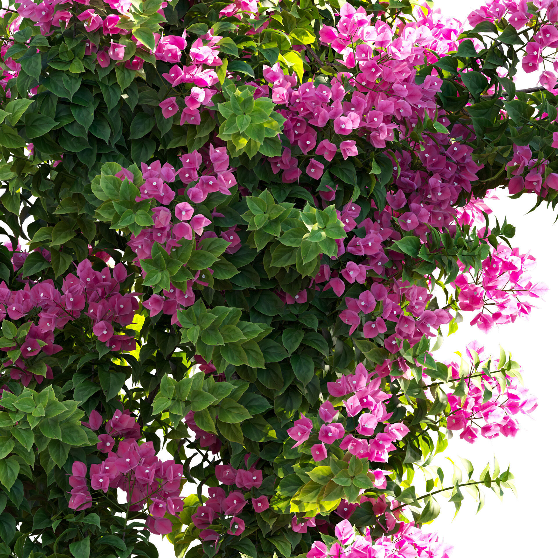 Bougainvillea - Paper Flower 03 - GrowFX 3D model_6