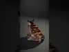 Bengal Cat Realistic Model Pack for D Design Low-poly 3D model_2