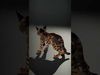 Realistic Spotted Bengal Cat Model Pack Low-poly 3D model_2
