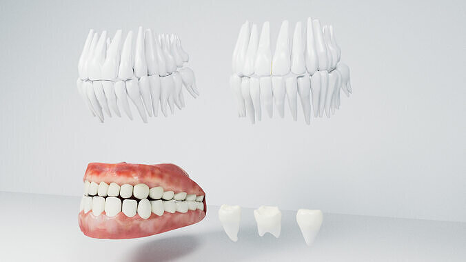 Jaw and Teeth 3D model