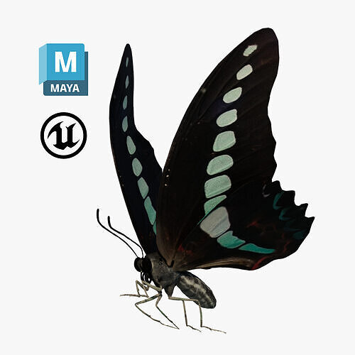 Butterfly Graphium Sarpedon 3D model