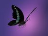 Butterfly Graphium Sarpedon 3D model_1
