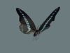 Butterfly Graphium Sarpedon 3D model_2