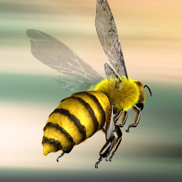 A lovely Bee 3D model_2