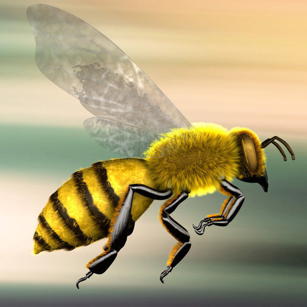 A lovely Bee 3D model_4