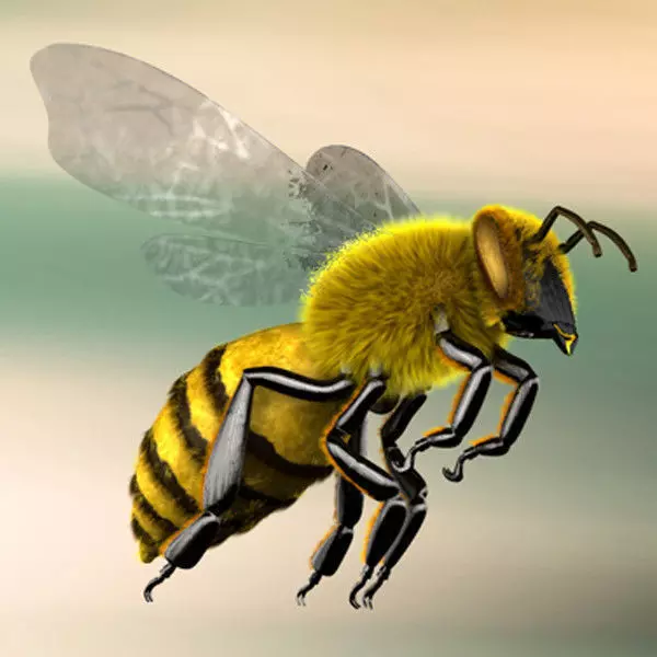 A lovely Bee 3D model_0