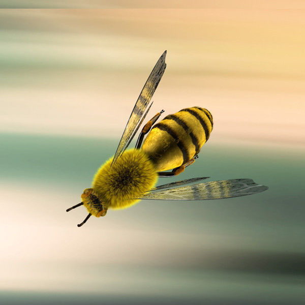 A lovely Bee 3D model_1