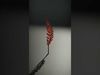 Decorative Metal Fern Leaf Model Pack Low-poly 3D model_2