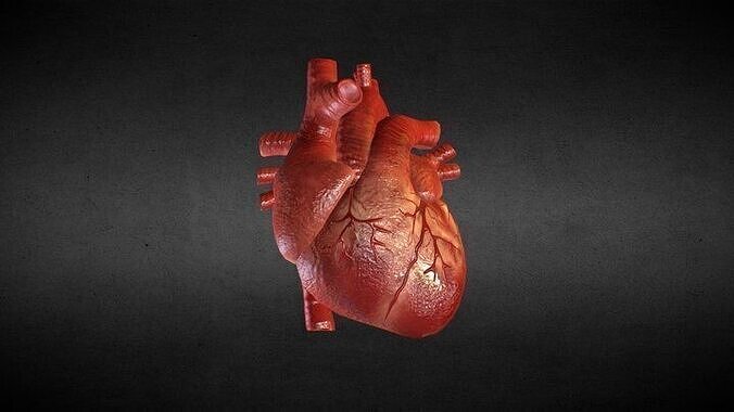 Animation Human Heart 3D model