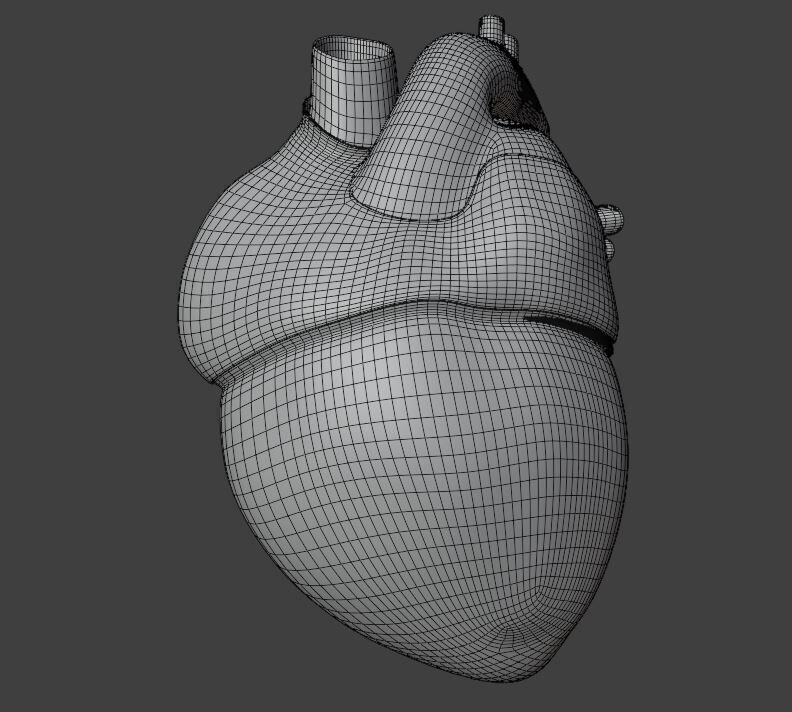 Human Heart 3D Model 3D model_5