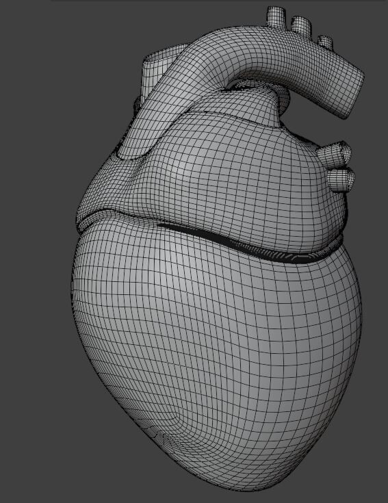 Human Heart 3D Model 3D model_6