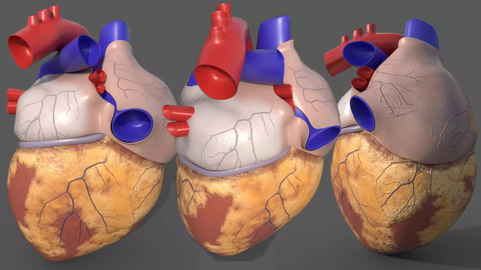 Human Heart 3D Model 3D model_0