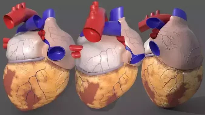 Human Heart 3D Model 3D model