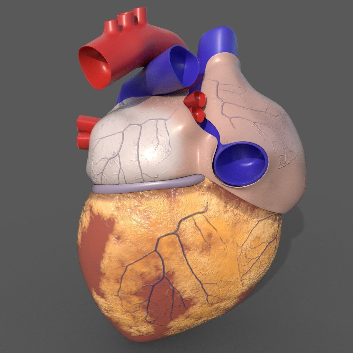 Human Heart 3D Model 3D model_1