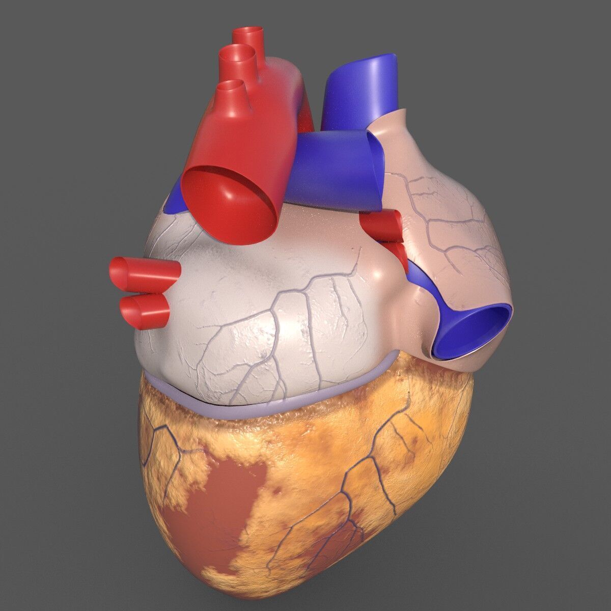 Human Heart 3D Model 3D model_3