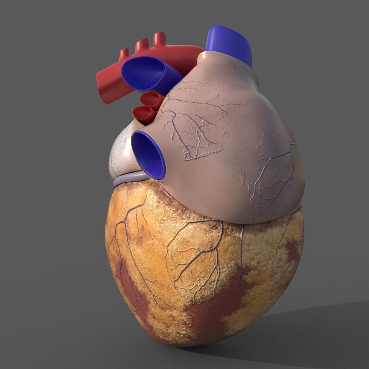 Human Heart 3D Model 3D model_2