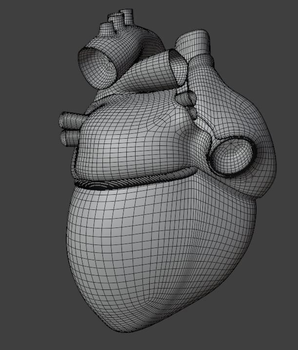 Human Heart 3D Model 3D model_4