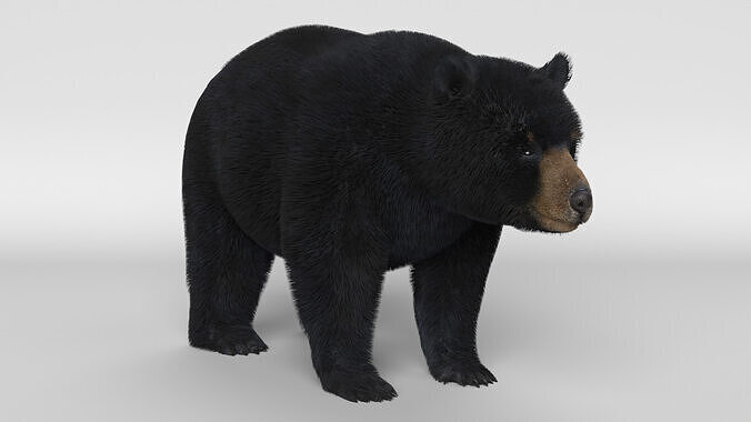 Black Bear 3D model