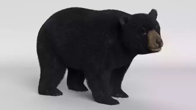 Black Bear Animated