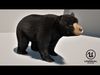 Black Bear Animated 3D model_1