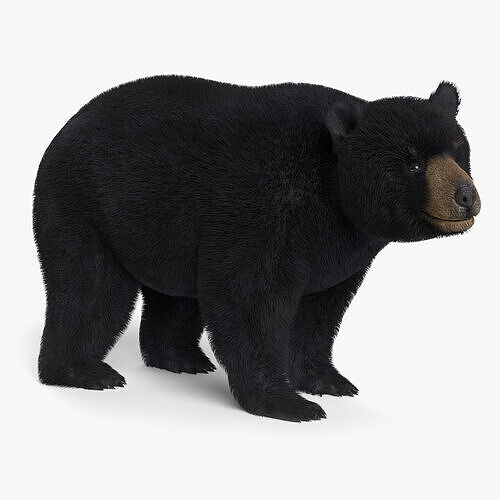 Black Bear Animated 3D model