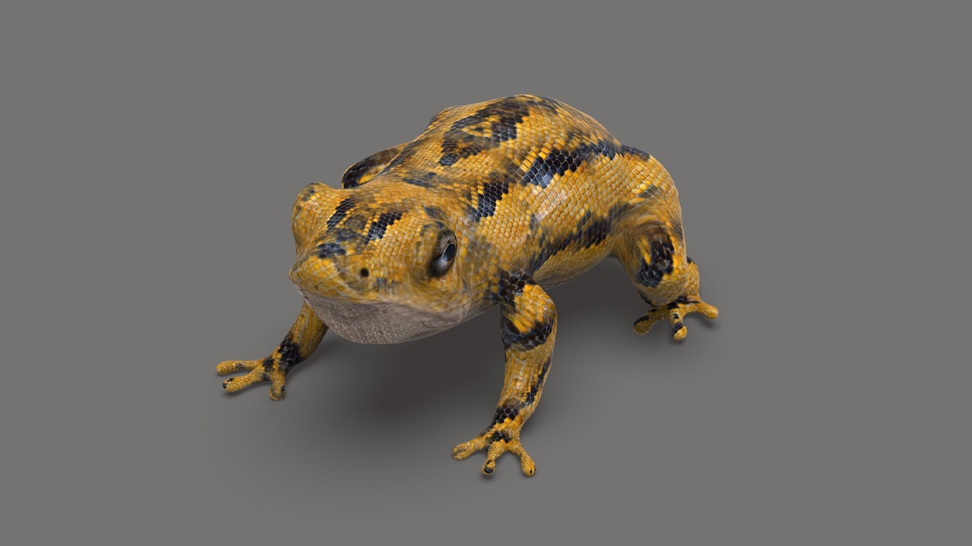Exotic Frog  Low-poly 3D model_5