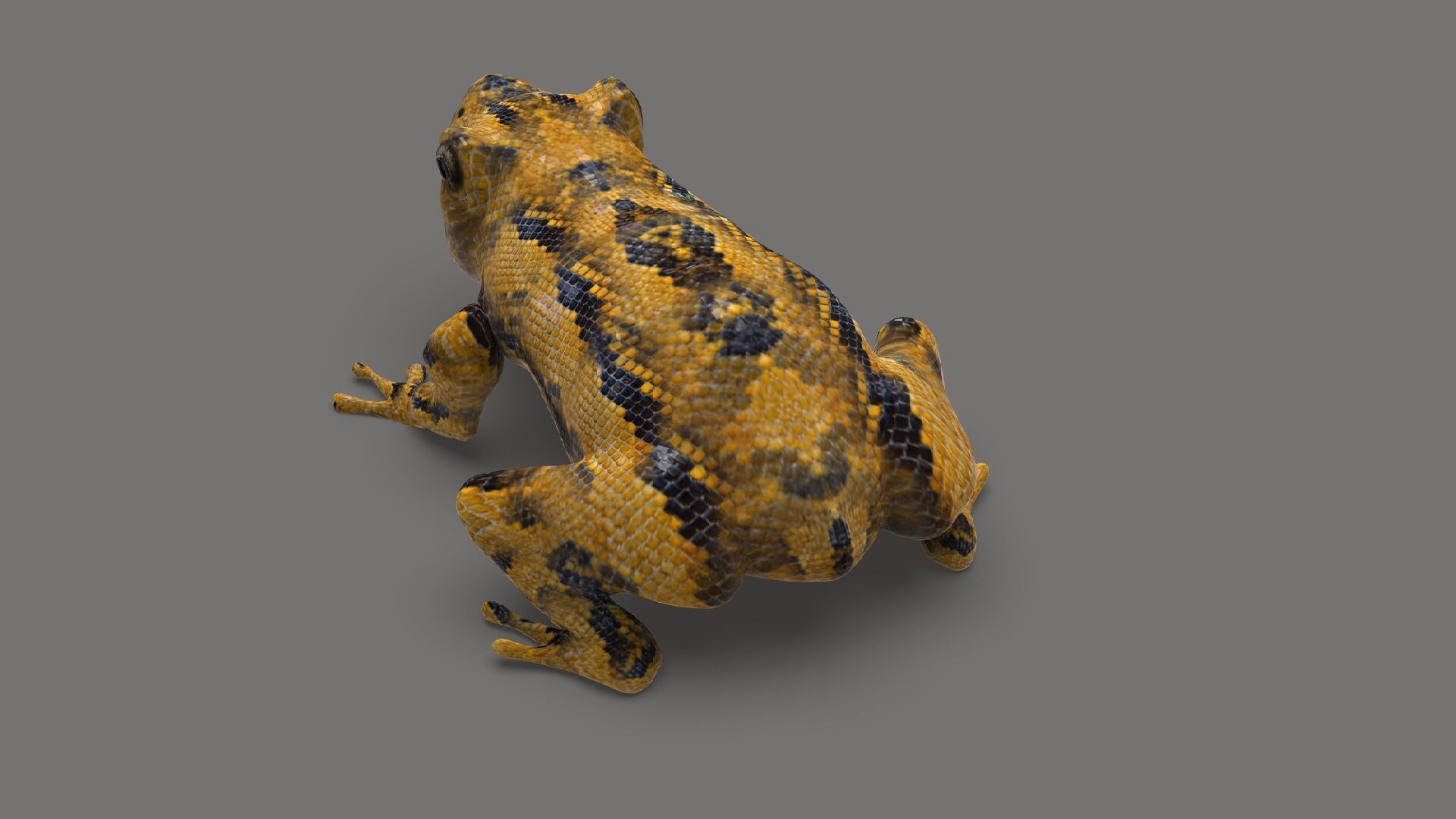 Exotic Frog  Low-poly 3D model_4