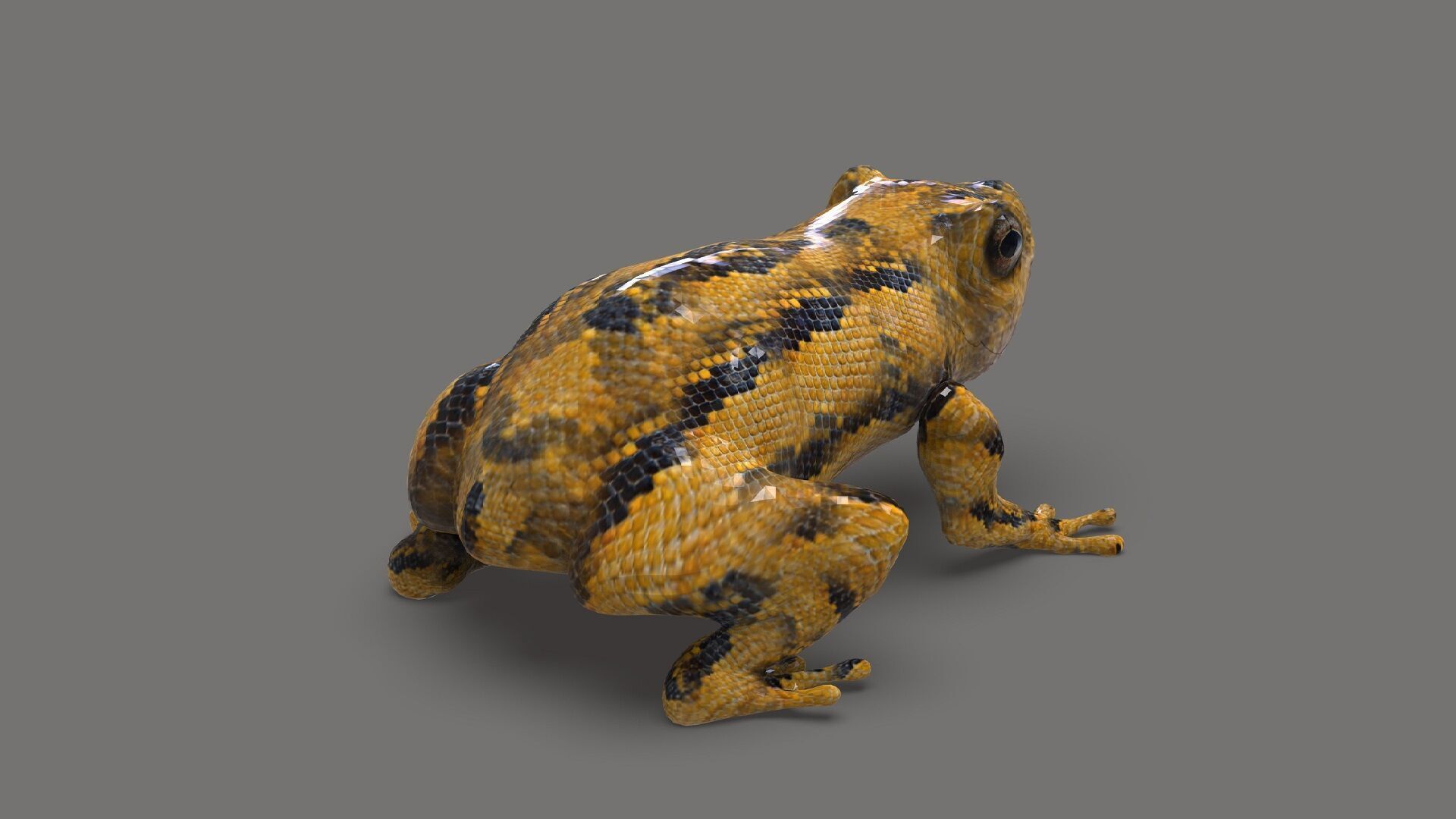 Exotic Frog  Low-poly 3D model_2