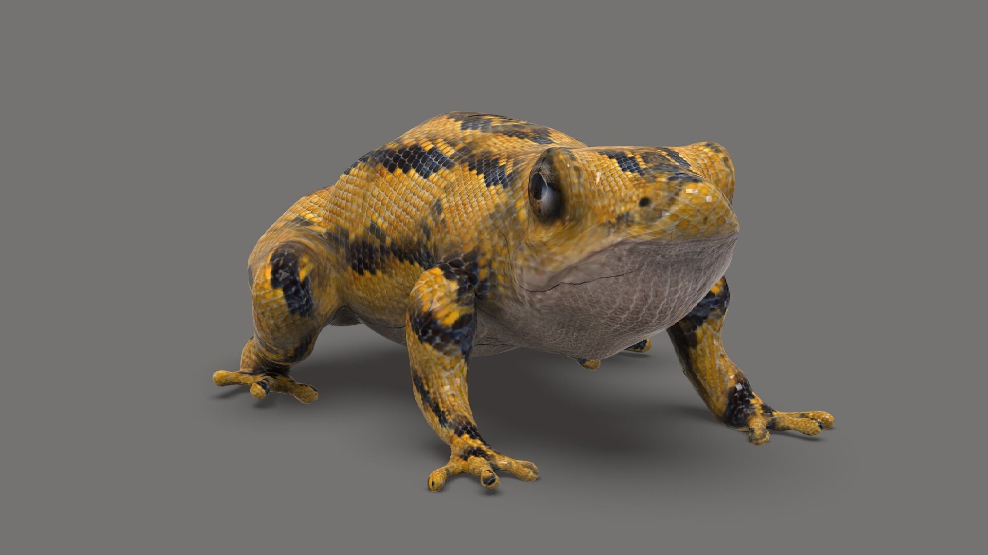 Exotic Frog  Low-poly 3D model_1