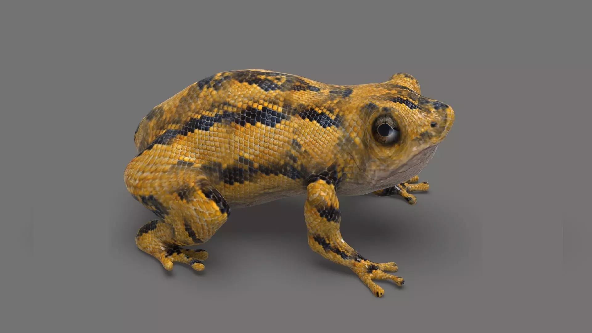 Exotic Frog  Low-poly 3D model_0