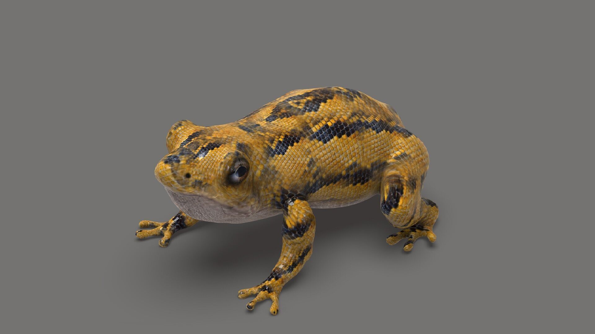 Exotic Frog  Low-poly 3D model_3