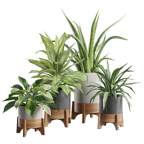 Indoor Plants Pack 94 3D model