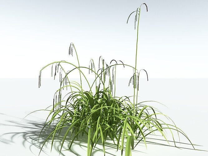 EVERYPlant Pendulous Sedge -18 Models- 3D model