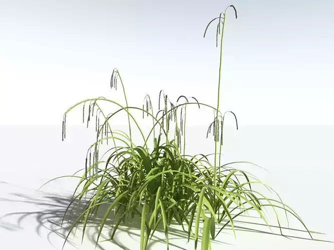 EVERYPlant Pendulous Sedge -18 Models- 3D model
