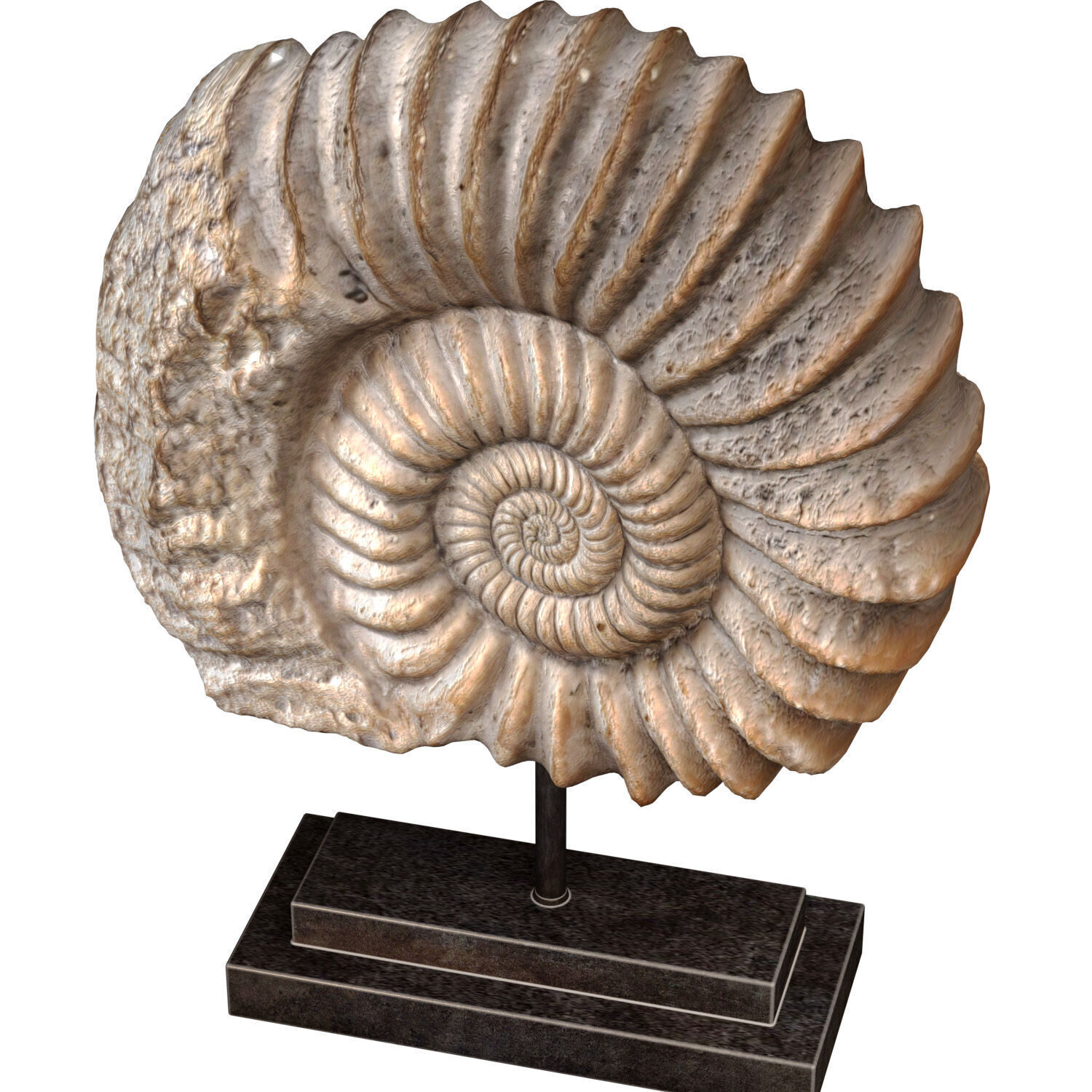 Nautilus Shell Sculpture Ammonite Mounted Nautilus Statuette 3D model_2