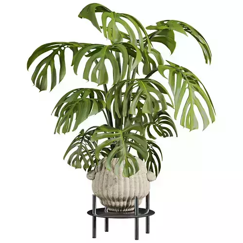 monstera plant