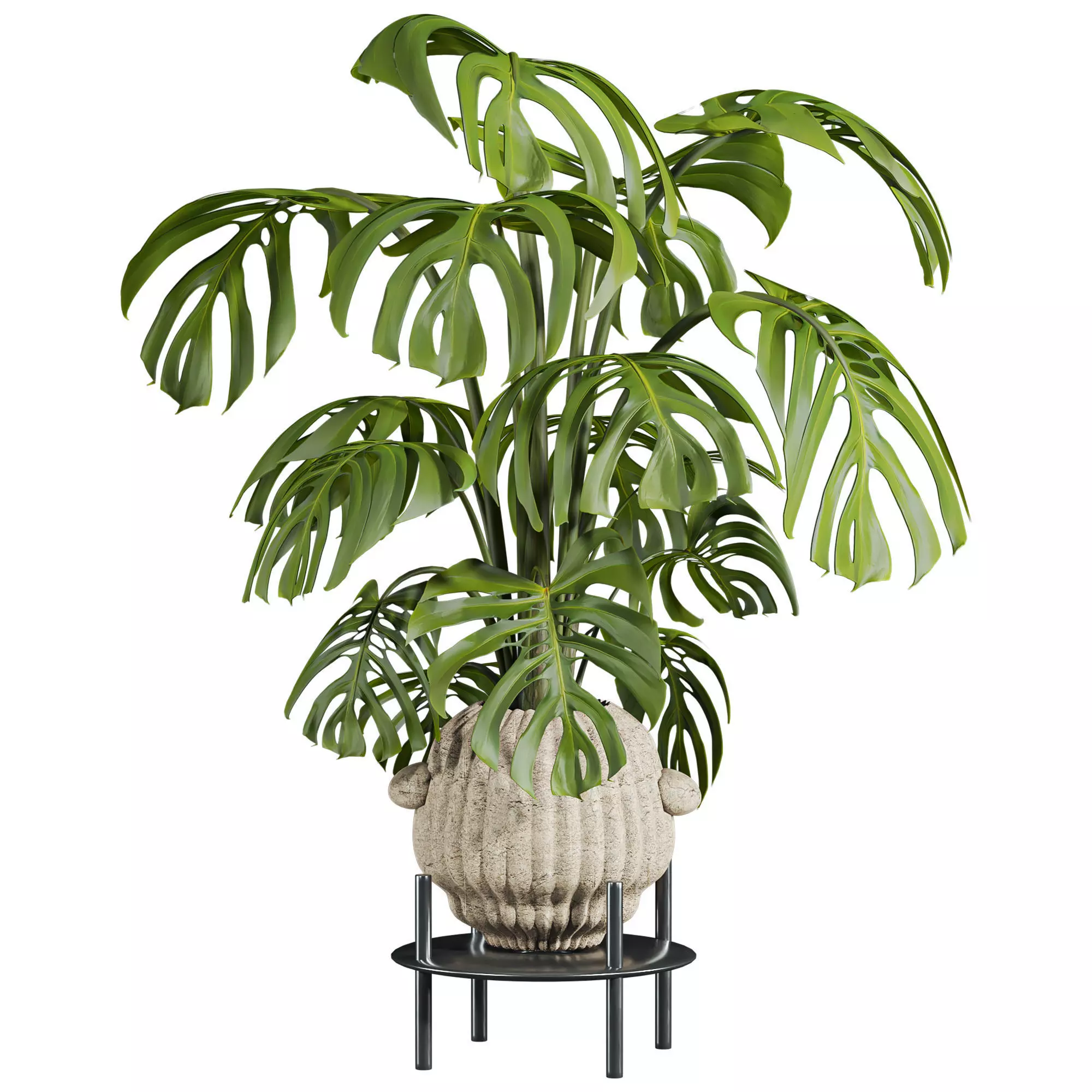 monstera plant 3D model