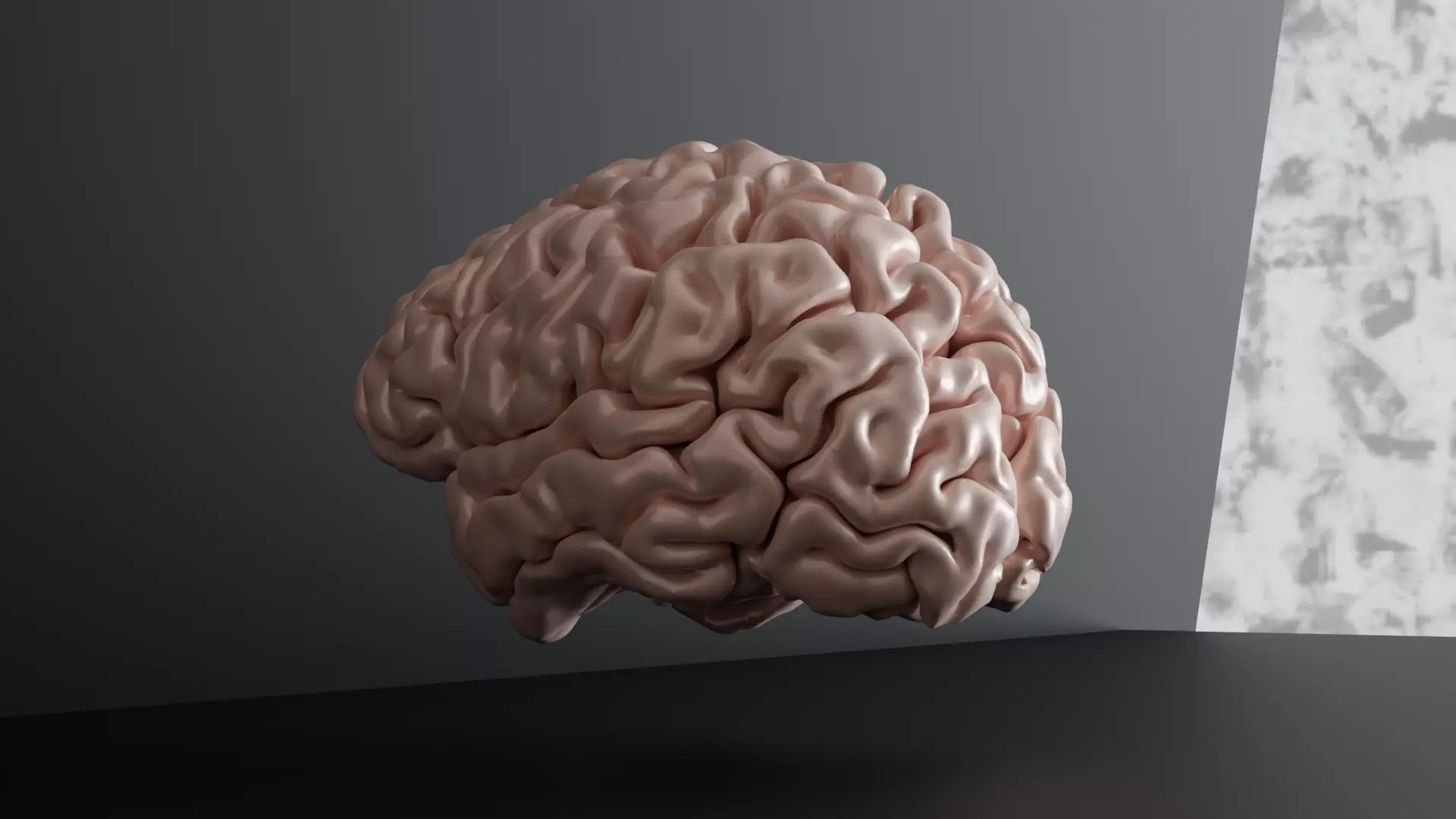 Brain Anatomy  3D print model_0