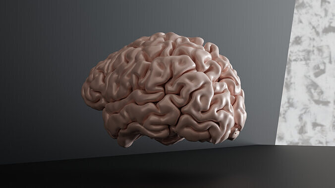 Brain 3D Model Anatomically Accurate High-Resolution 3D print model