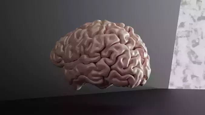 Brain Anatomy 