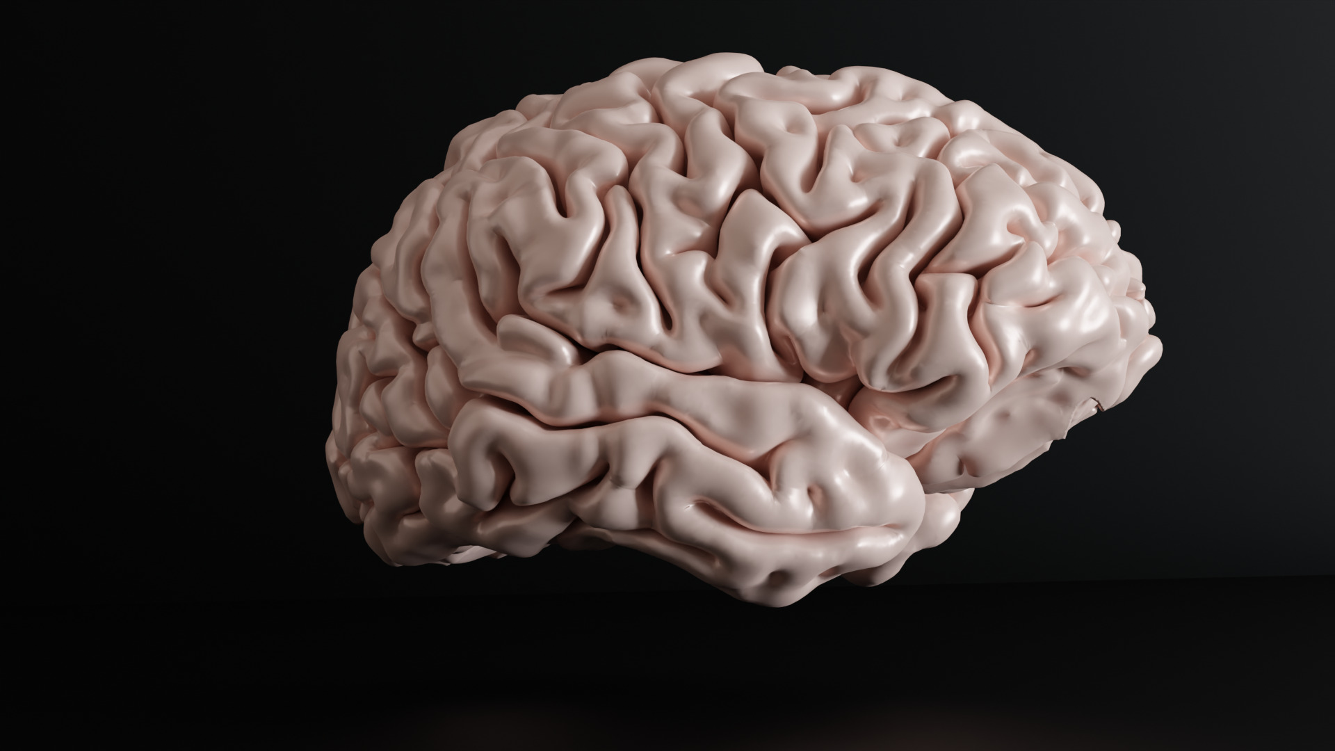 Brain Anatomy  3D print model_4