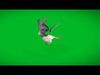 Pigeon Low-poly 3D model_2