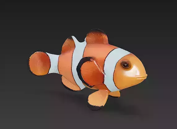 Clown Fish Realistic 3D Model Basic - Low Poly Realistic