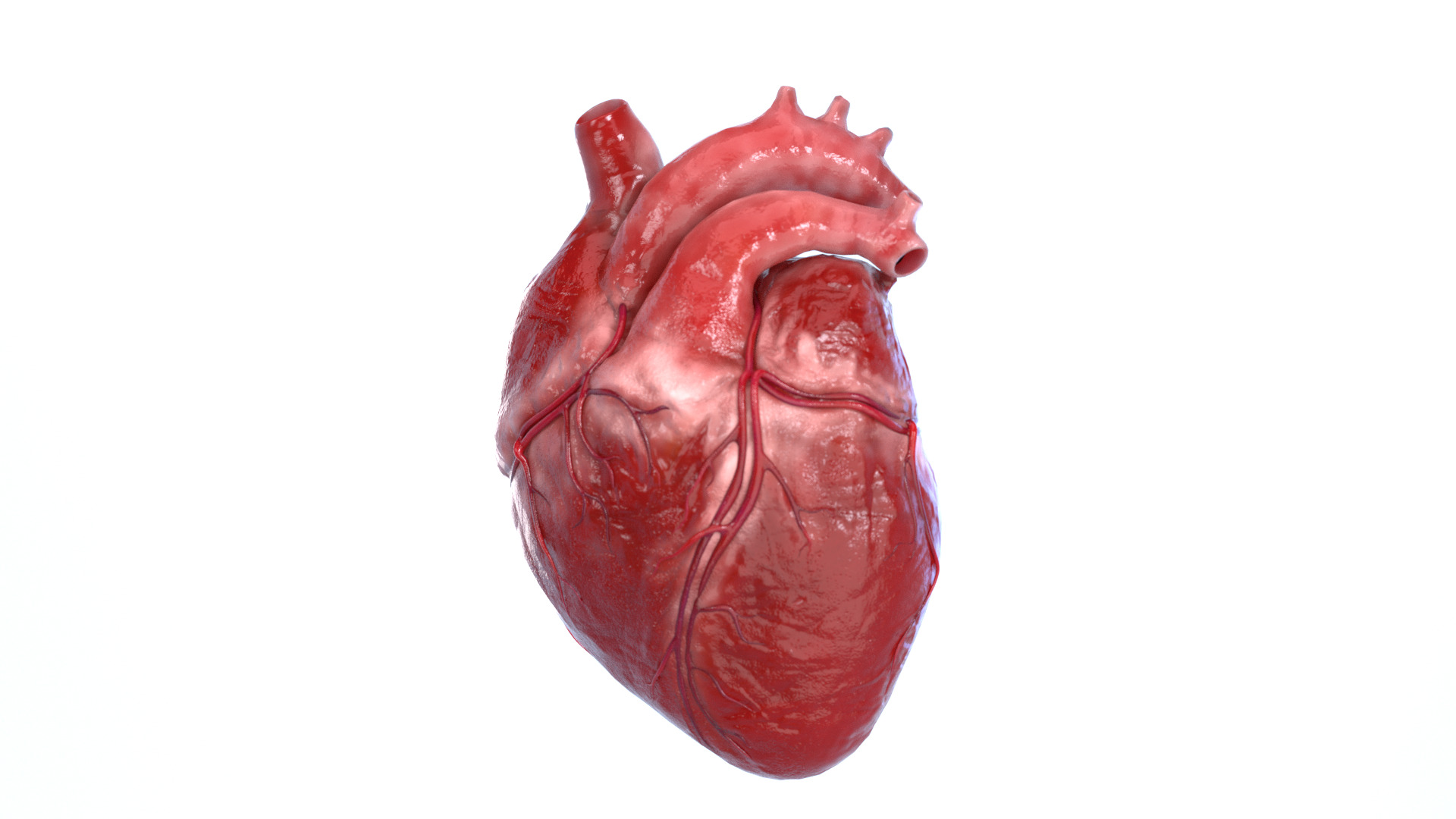 Realistic 3D Human Heart Model  Animated  Game Ready  PBR Low-poly 3D model_3
