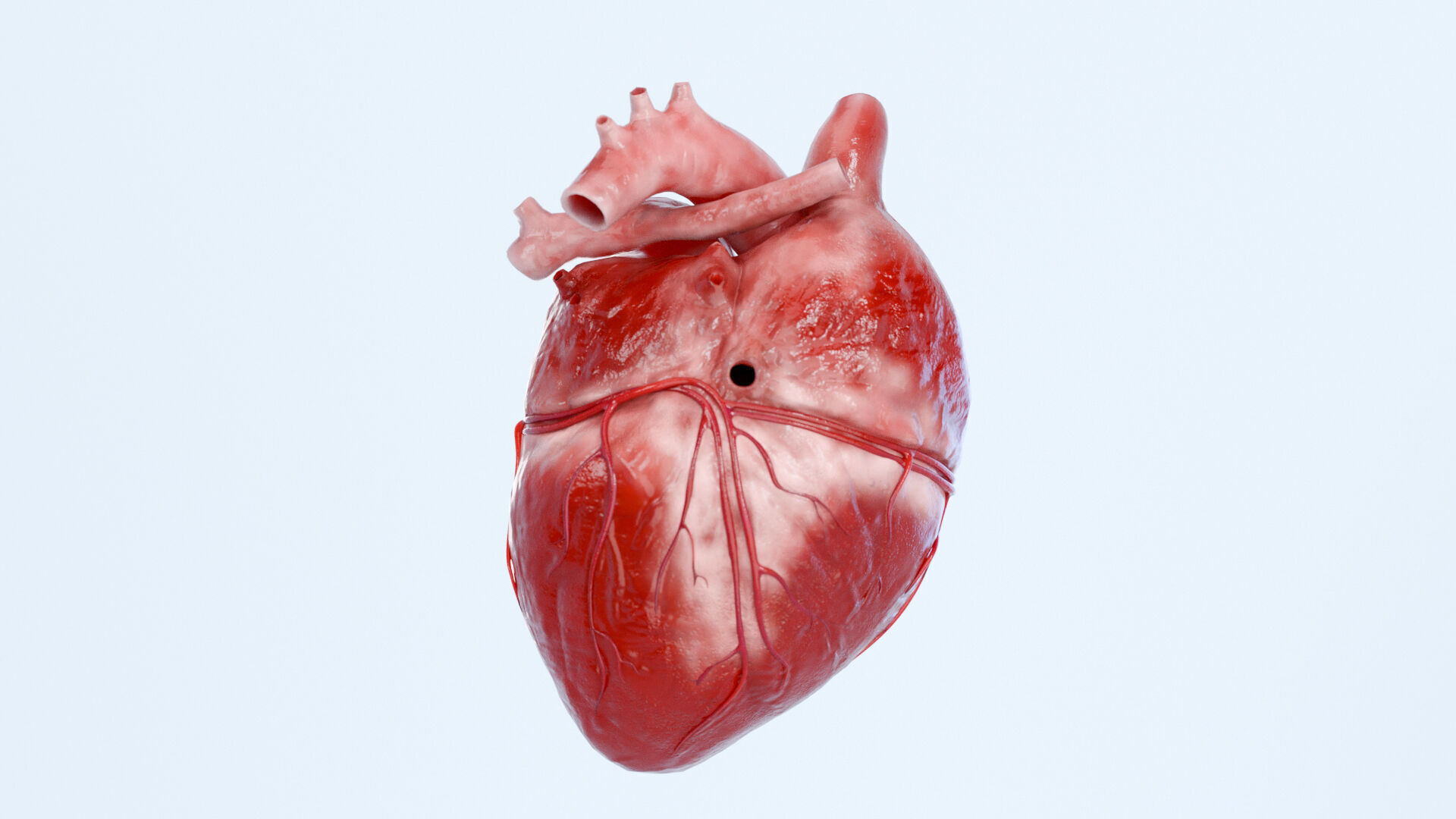 Realistic 3D Human Heart Model  Animated  Game Ready  PBR Low-poly 3D model_4
