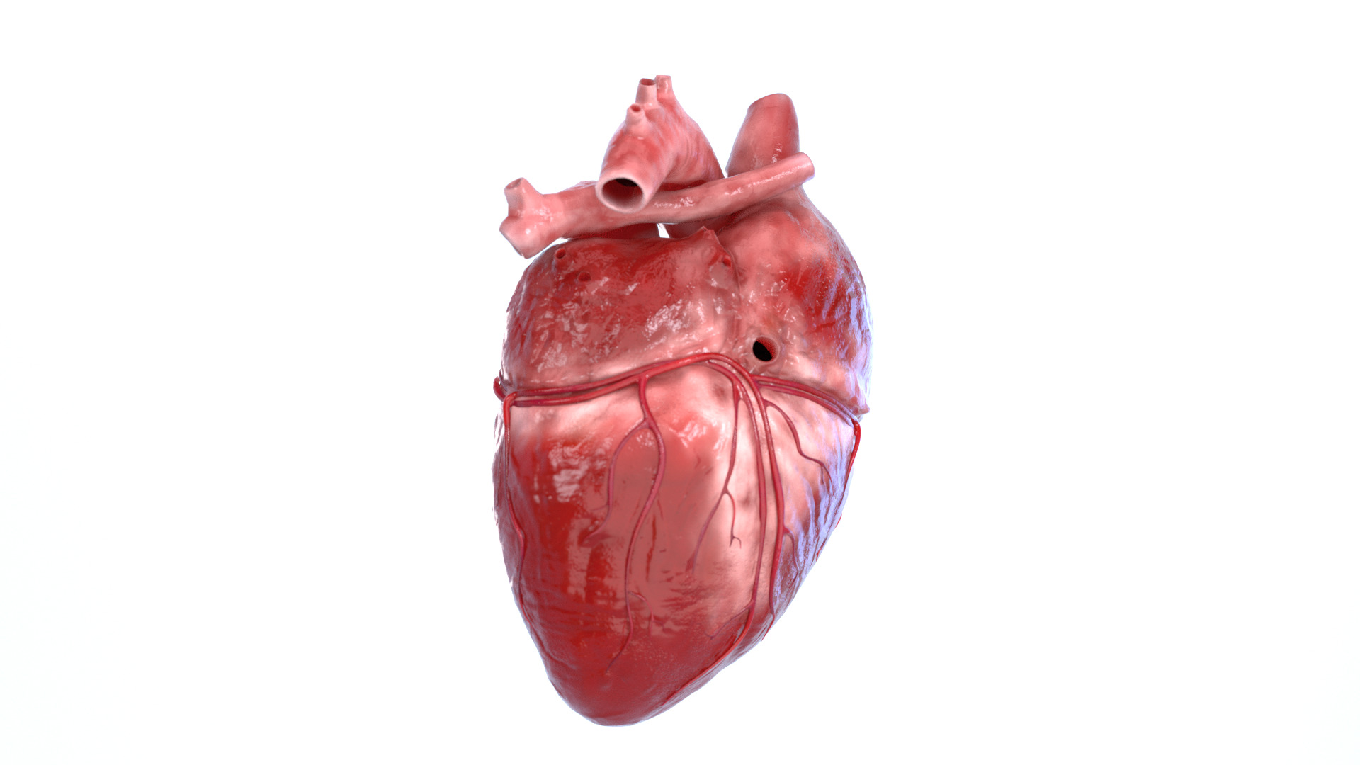 Realistic 3D Human Heart Model  Animated  Game Ready  PBR Low-poly 3D model_5