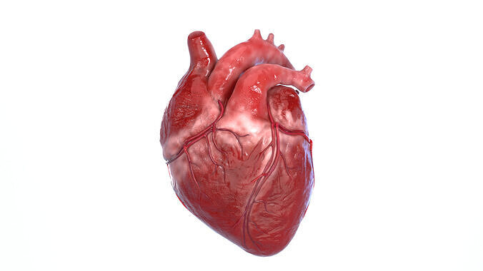 Realistic 3D Human Heart Model  Animated  Game Ready  PBR Low-poly 3D model