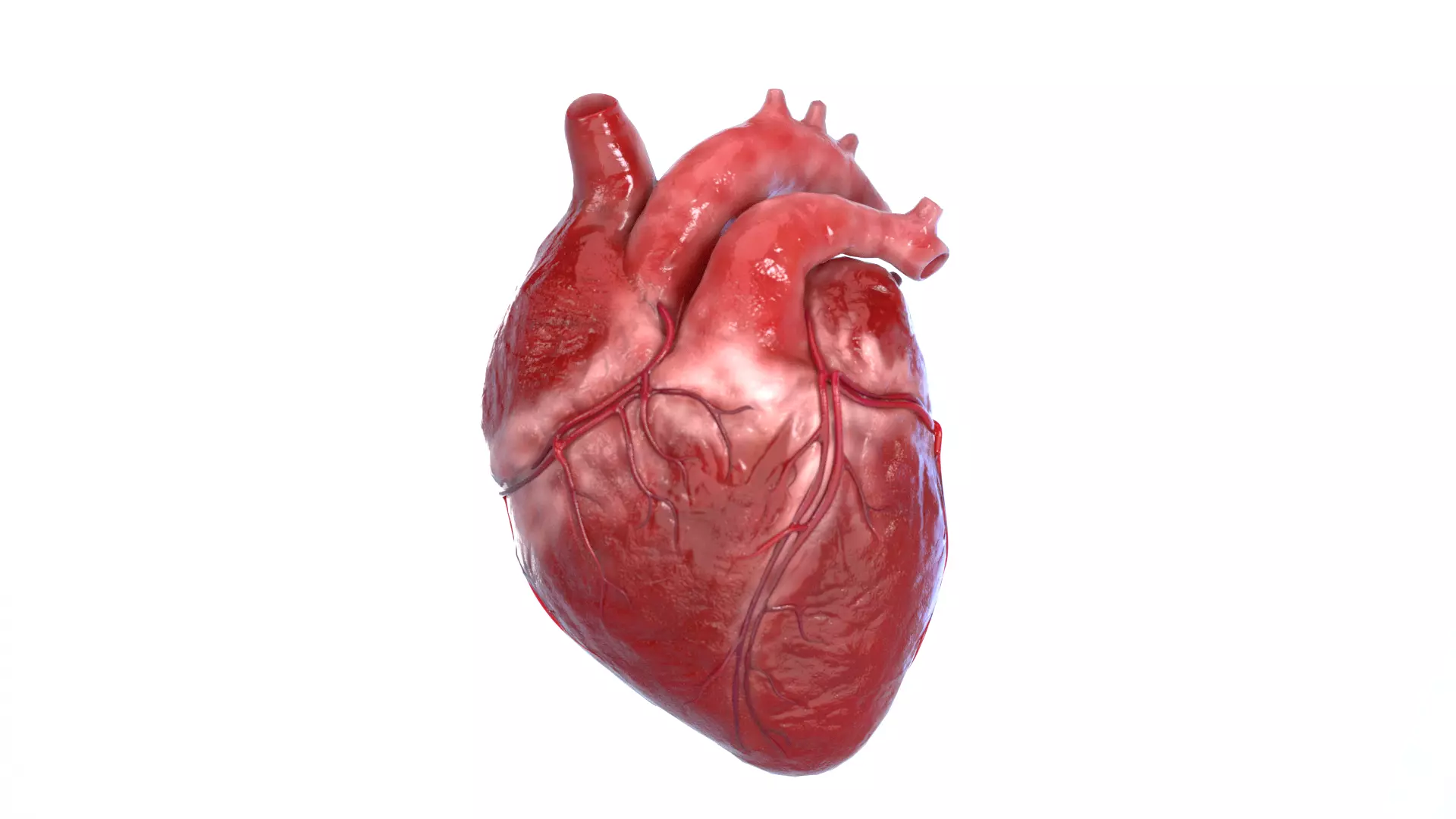 Realistic 3D Human Heart Model  Animated  Game Ready  PBR Low-poly 3D model_0